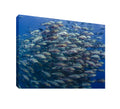School of snapper, Red Sea - Canvas